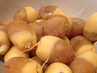 اشجار نخيل مثمرة كافة الاصناف والأحجام