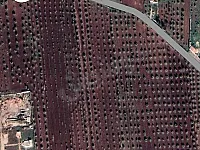 أرض زراعية مشجرة زيتون للبيع في دير الجمال12000 م²