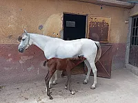 للبيع فرس عربية عمر ٦ سنوات 