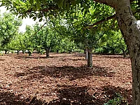أرض زراعية للبيع في الزبداني 1500 م² طابو نظامي