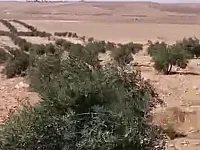 ارض زراعية ريف حمص الشرقي طابو اخضر