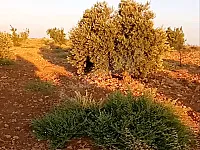ارض زراعية بمساحة 23 دنوم مزروعة بالكامل شجر زيتون ولوز وعنب