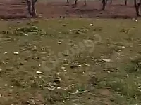 أرض زراعية 150م² للبيع في فيروزة حمص بسعر مغري