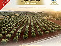 العرض رقم 141-للبيع ارض زراعية ،ريف حمص