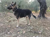 جيرمن شيبرد أنثى للبيع  - 200 دولار