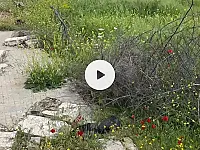 ارض للبيع بضاحية الأسد بحلب