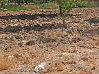 ارض للبيع علا طريق مطار دمشق مباشر وجها ١٥٠م طابو اخضر سعر دنم١٣٠ الف