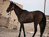 فرس أصيل أنثى شاب للبيع 1800$