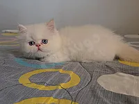 قط هملايا اورنج 