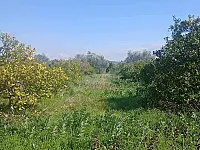 للبيع دونم في رأس شمرا 