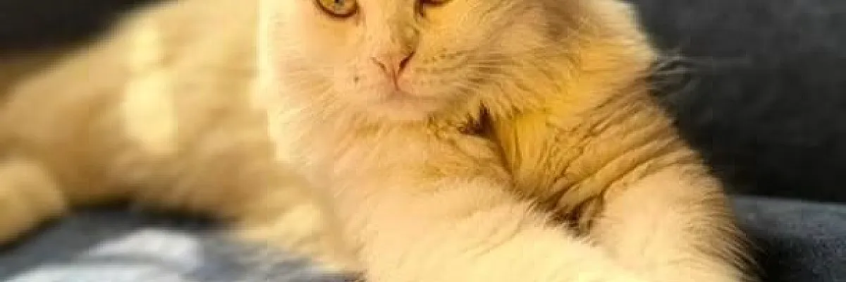 اطلب سيارتك Cover