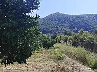 أرض زراعية للبيع في اللاذقية 6000 م² بسعر مغري