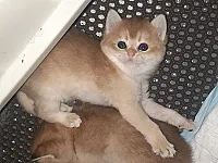 للبيع سكوتش ستريت
