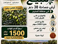 ارض زراعيه للبيع في حمص مزروعة زيتون🌳