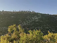 أرض زراعية للبيع في القرداحة/الجوفية - 11500 م² بسعر مغري