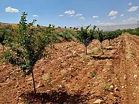 قطعة أرض زراعية للبيع في رنكوس بريف دمشق - 11 دونم