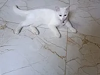 قط ذكر للبيع تواجد دمشق