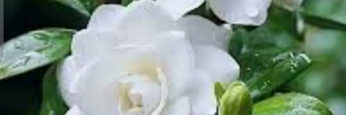 غاردينيا غاردينيا Cover