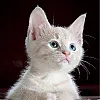 صورة المستخدم