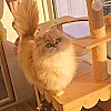 صورة المستخدم
