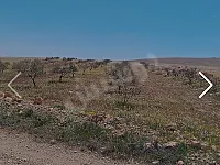 أرض زراعية للبيع في التواني- 8000 م² مع أشجار زيتون