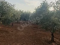 مزرعة وارض زيتون بنفس الوقت طريق قباسين بحلب - جاهزة للسكن والسباحة
