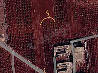 كرم زيتون 6000 م² للبيع في دير جمال كفرنايا بسعر مغري