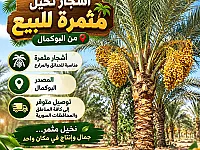 اشجار نخيل مثمرة للبيع