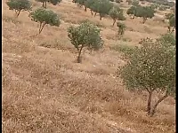 ارض بمساحة 27 دنم توفر بئر مياه مواصفات وسعر مميز في ريف حمص الشرقي