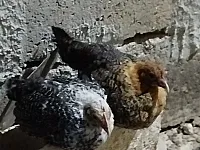 صيصان فيومي ذهبي وابيض بعمر شهر ونص للشهرين ونص