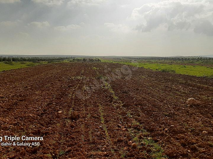 أرض زراعية للبيع في المخرم - 11 دونم بسعر مغري